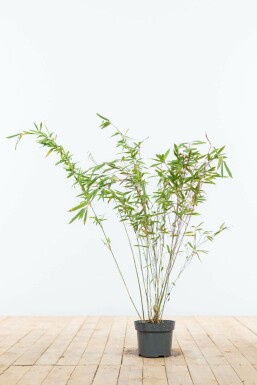 Bambou de muriel Fargesia murielae 'Jumbo' Haie 60-80 Motte Bambou / Fargesia Murielae Jumbo 60-80 cm