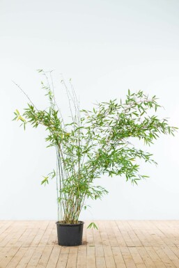 Bambou de muriel Fargesia murielae 'Jumbo' Haie 150-175 Motte Bambou / Fargesia Murielae Jumbo 150-175 cm