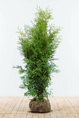 Thuya d'Occident Thuja occidentalis 'Brabant' Haie 120-140 Motte Thuya Occidentalis Brabant 120-140 cm