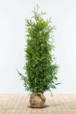 Thuya d'Occident Thuja occidentalis 'Brabant' Haie 140-160 Motte Thuya Occidentalis Brabant 140-160 cm