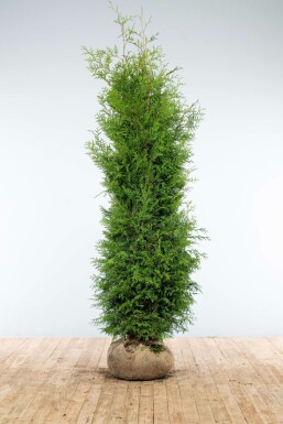 Thuya d'Occident Thuja occidentalis 'Brabant' Haie 200-225 Motte Thuya Occidentalis Brabant 200-225 cm