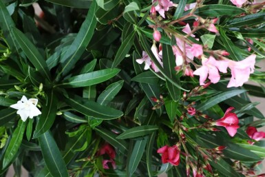 Laurier Rose / Nerium Oleander Arbuste