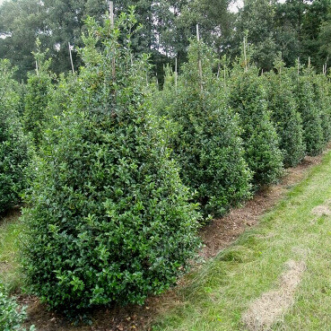 Houx / Ilex Meserveae Blue Prince