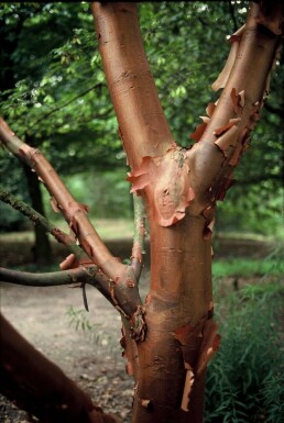 Acer griseum