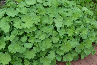 Alchemilla mollis