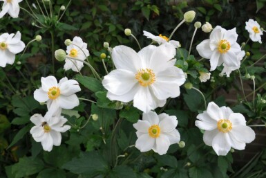 Anemone hybrida 'Honorine Jobert'