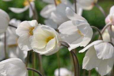 Anemone sylvestris