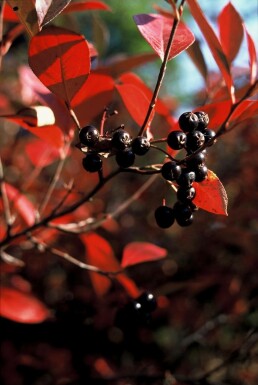 Aronia melanocarpa