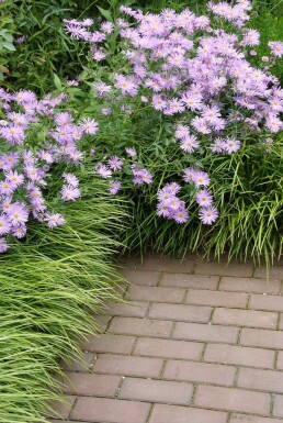 Aster de frikart Aster × frikartii 'Mönch' 5-10 Pot 9x9 cm (P9)