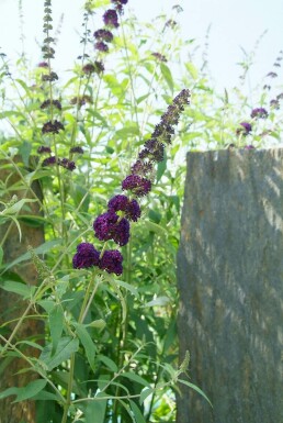 Buddleja davidii 'Black Knight'