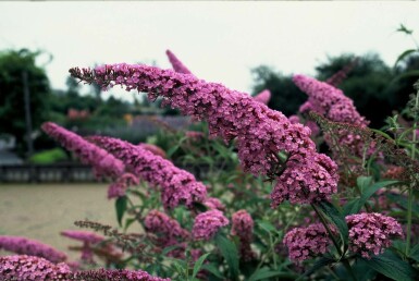 Buddleja davidii 'Pink Delight'