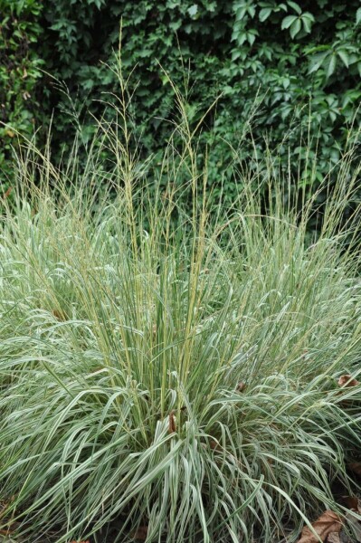 Calamagrostis × acutiflora 'Overdam'