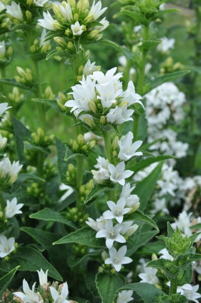 Campanula glomerata 'Alba'