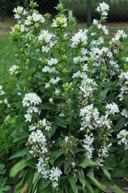 Campanula glomerata 'Alba'