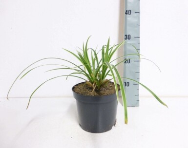 Carex morrowii 'Ice Dance'