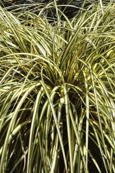 Carex oshimensis 'Evergold'