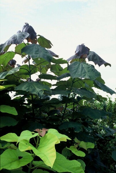 Catalpa × erubescens 'Purpurea'