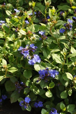 Ceratostigma plumbaginoides