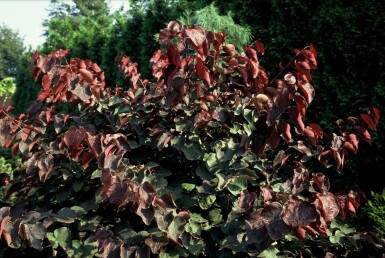 Cercis canadensis 'Forest Pansy'