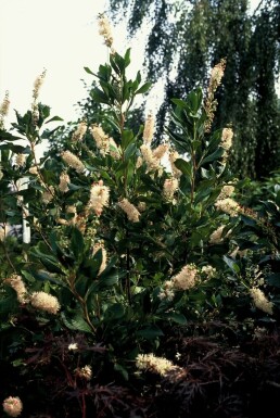 Clethra alnifolia 'Pink Spire'