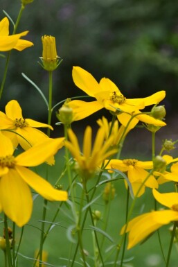 Coreopsis verticillata 'Zagreb'