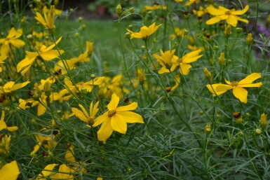 Coreopsis verticillata 'Zagreb'