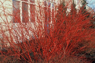 Cornus alba 'Sibirica'