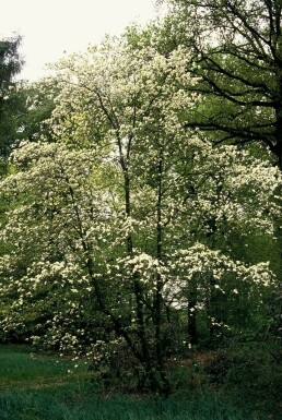 Cornus kousa