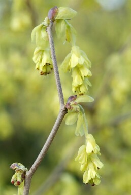 Corylopsis spicata