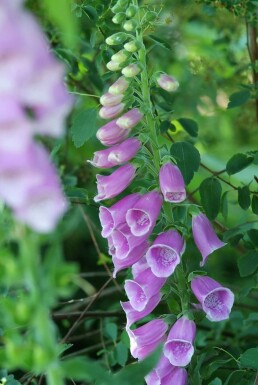 Digitalis purpurea