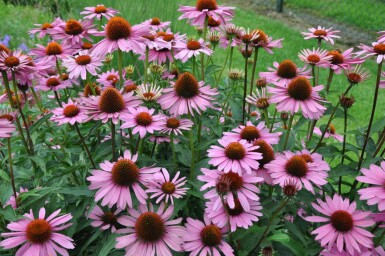 Echinacea purpurea 'Magnus'