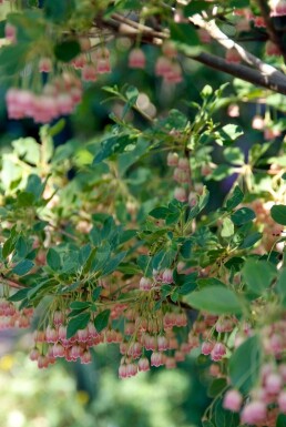 Enkianthus campanulatus