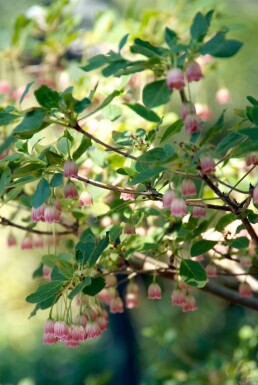 Enkianthus campanulatus