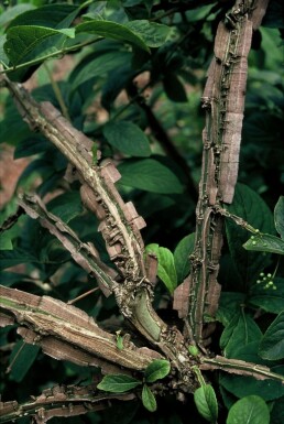 Euonymus phellomanus