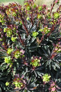 Euphorbia amygdaloides 'Purpurea'