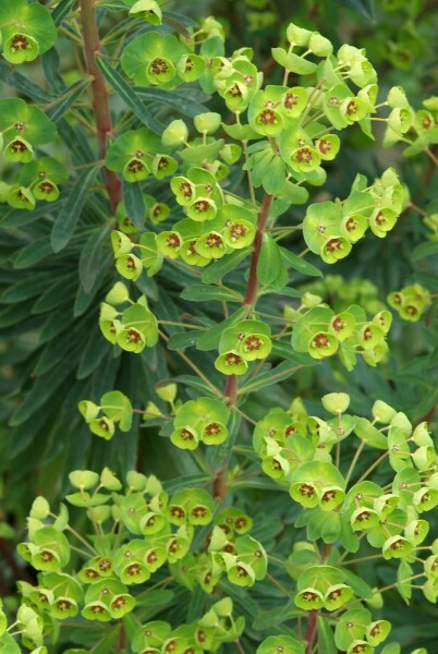 Euphorbia × martini