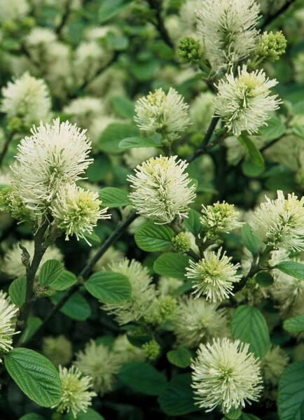 Fothergilla major