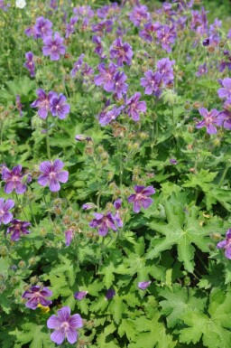 Geranium × magnificum