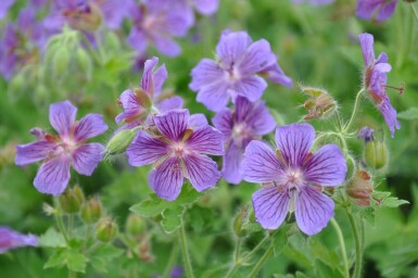 Geranium × magnificum