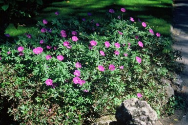 Geranium sanguineum