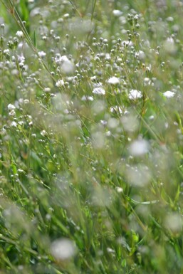 Gypsophila paniculata 'Rosenschleier'