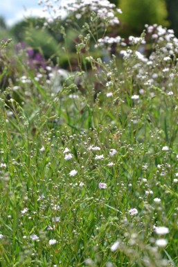 Gypsophila paniculata 'Rosenschleier'