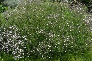 Gypsophila paniculata 'Rosenschleier'