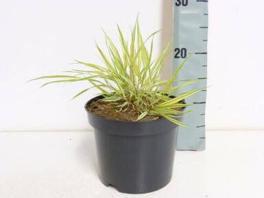 Hakonechloa macra 'Aureola'