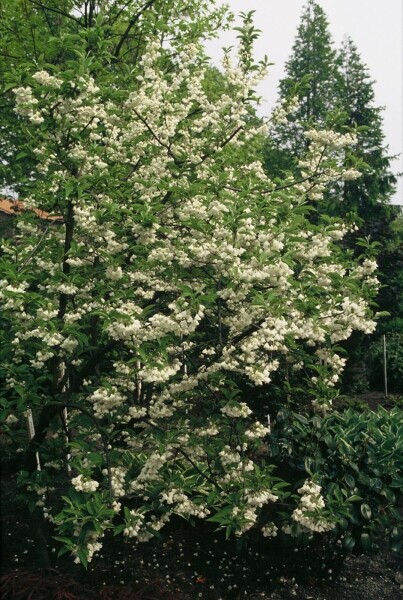 Halesia carolina