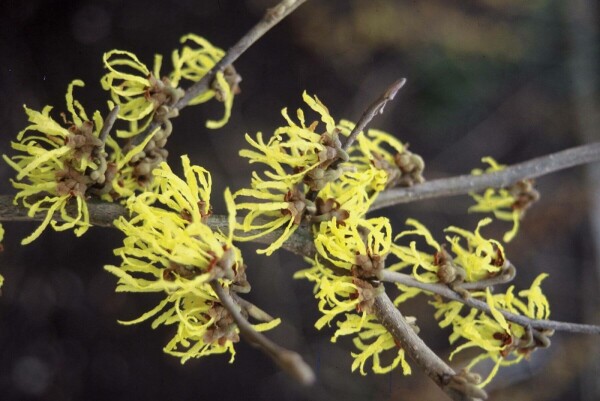 Hamamelis × intermedia 'Arnold Promise'