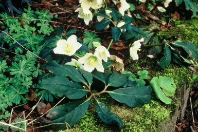 Helleborus niger