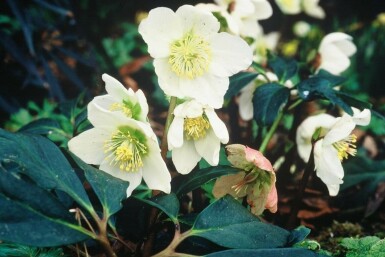 Helleborus niger