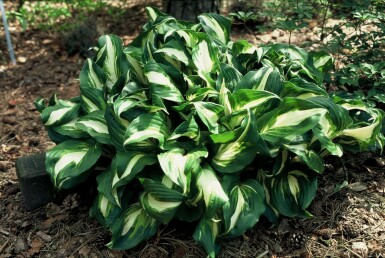 Hosta undulata 'Mediovariegata'