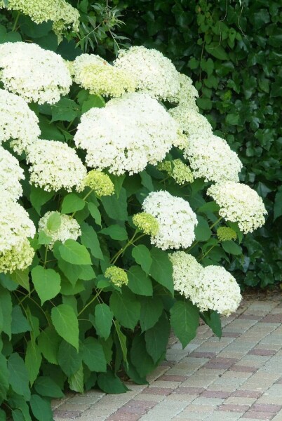 Hydrangea arborescens 'Annabelle'